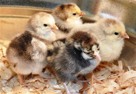 Luckily, here are some of the places to check out to grow your flock. . Chicken sale near me